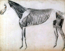 Muskulatur des Pferdes